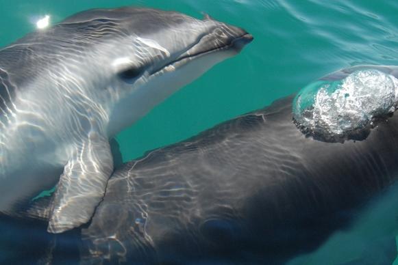 dusky dolphin sea ocean