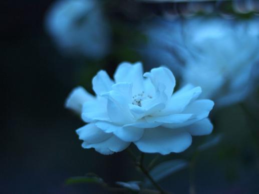 dusky white rose