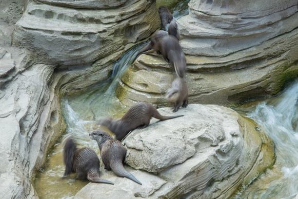dwarf otters on the move
