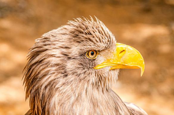 eagle bird picture elegant closeup face
