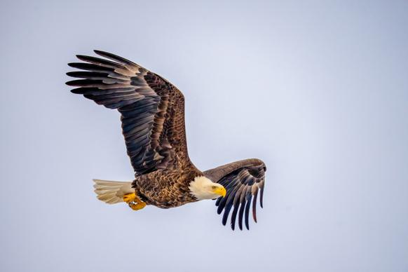 eagle picture dynamic flying sky