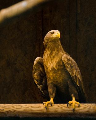 eagle picture perching gesture 