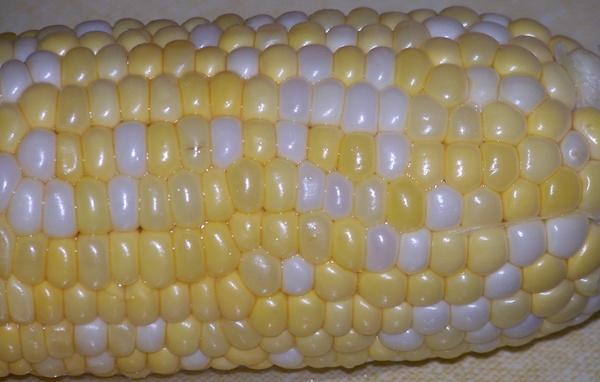 ear corn cob