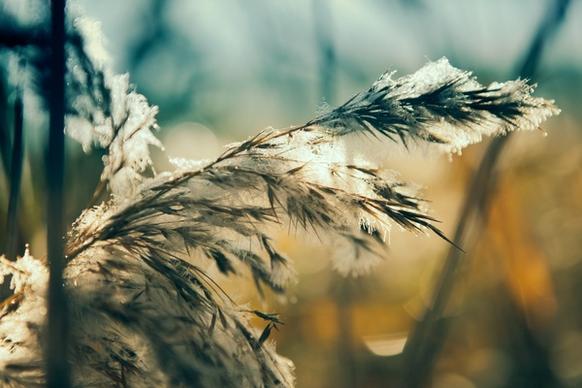 ear frost grass light nature nobody outdoors reed