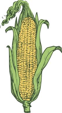 Ear Of Corn Colored clip art