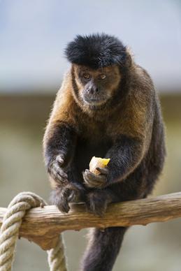 eating capuchin monkey