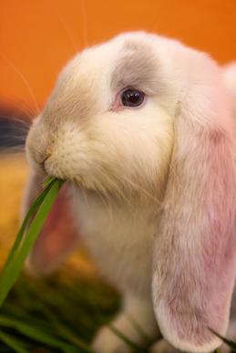 eating rabbit picture cute elegant closeup