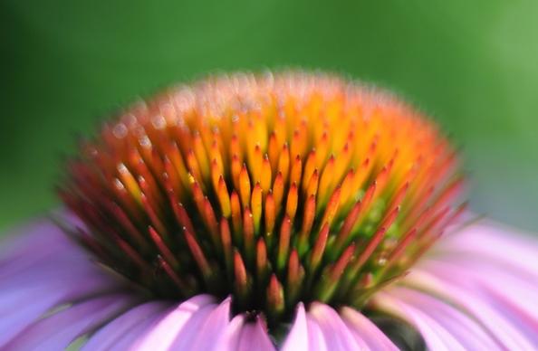 echinacea flower bud close up