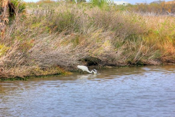 egret fishing for prey at galveston island state park texas