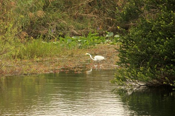 egret wading at everglades national park florida