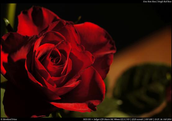 eine rote rose single red rose