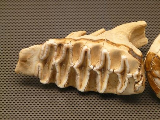 elefantenzahn tooth bone