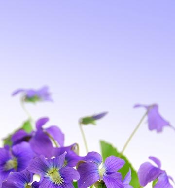 elegant purple flowers stock photo