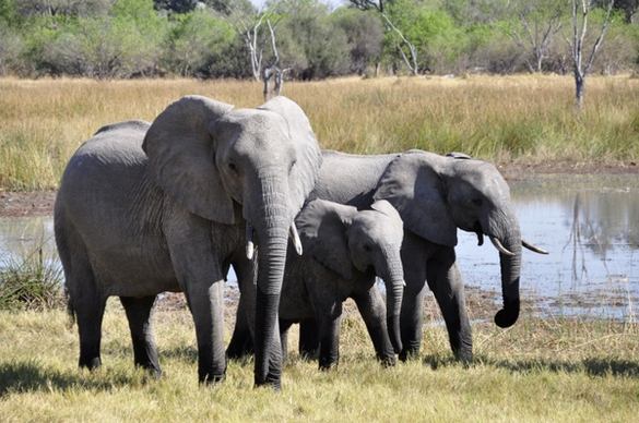 elephant africa okavango delta