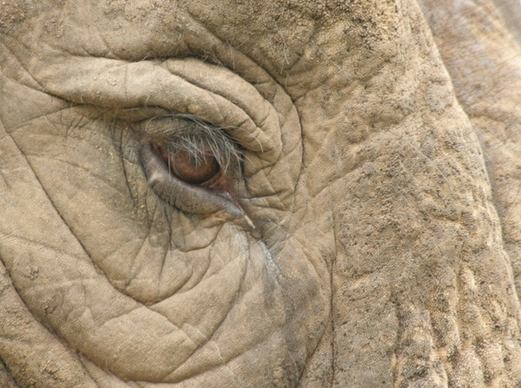 elephant eye africa