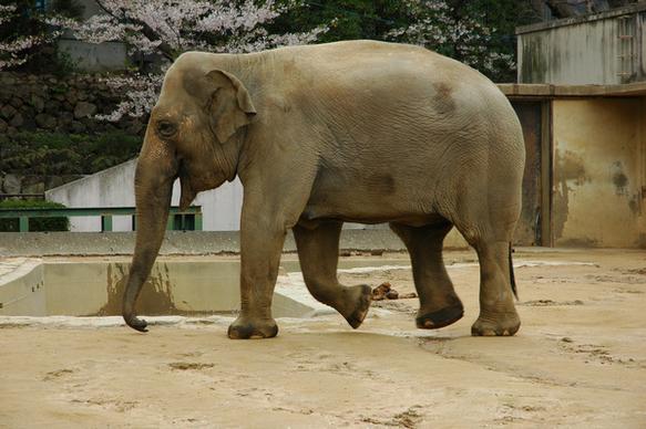 elephant in kobe zoo