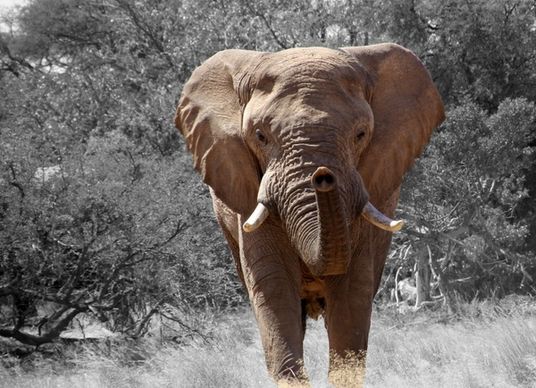 elephant namibia africa