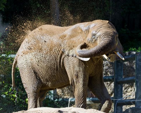 elephant throwing sand