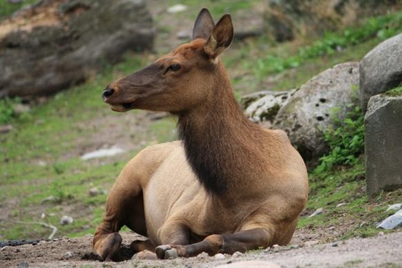 elk animal female
