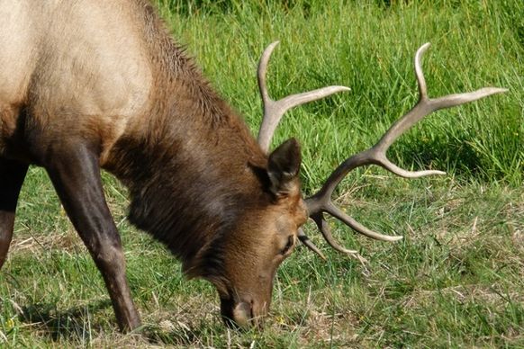 elk animal nature