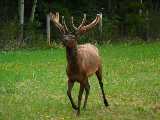 elk animal wildlife
