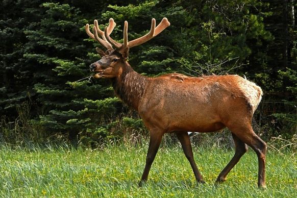 elk banff national park canada