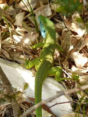 emerald lizard lizard reptile