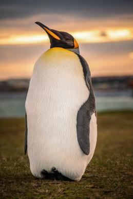 emperor penguin picture cute elegant closeup