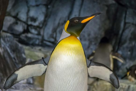 emperor penguin picture cute elegant contrast