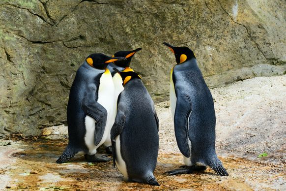 emperor penguin picture modern elegant