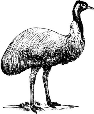 Emu Animal Bird clip art