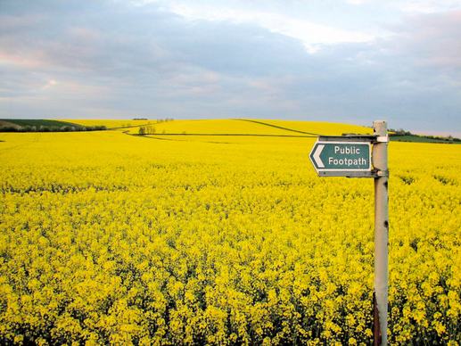 england rural landscape picture elegant blooming flowers field