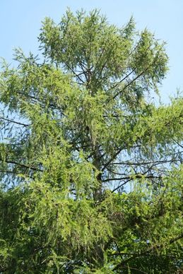 european larch tree conifer