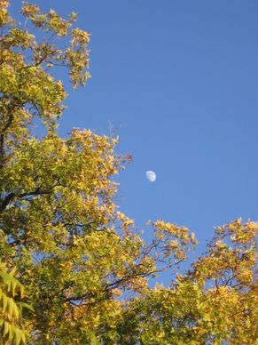 evening autumn moon