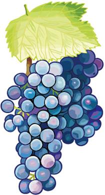 excellent hand drawn grapes vector graphics
