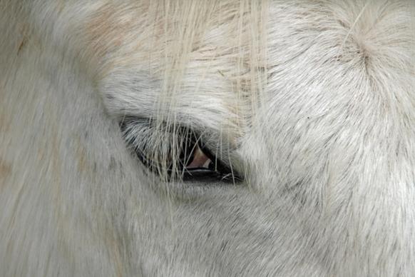 eye horse equestrian