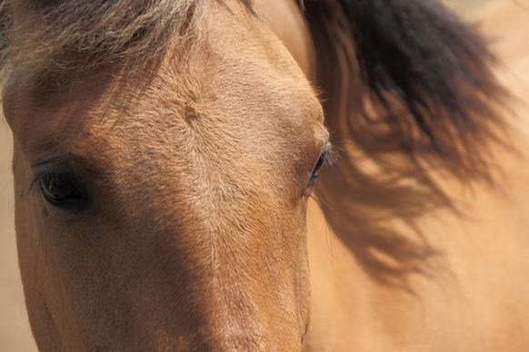 eyes of a brown horse