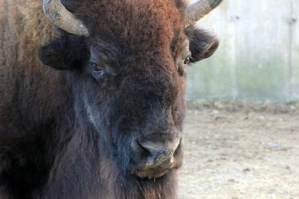 face of an american bison