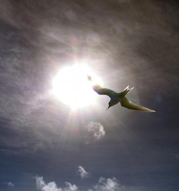 fairy tern berd flying