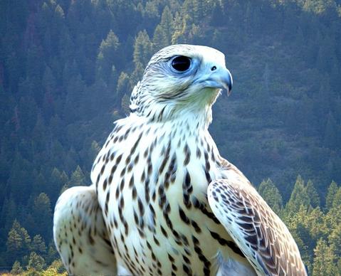 falcon white bird