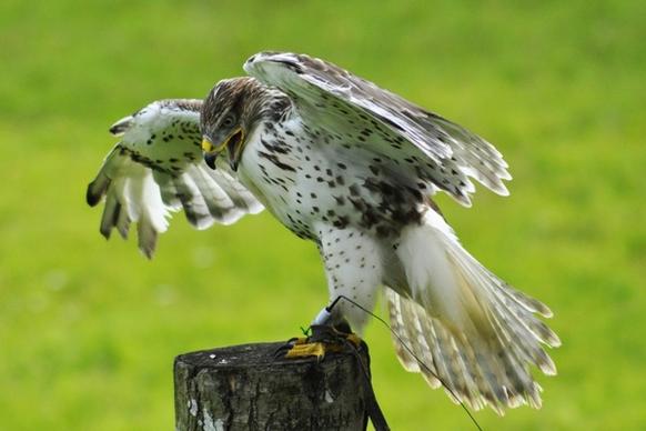 falk bird gyr falcon