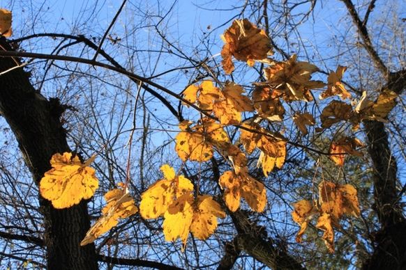 fall golden leaves