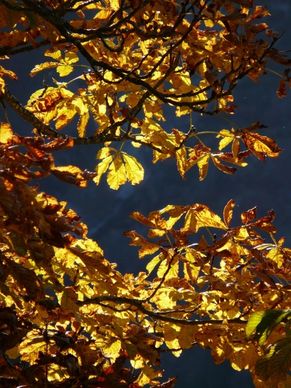 fall leaves gold autumn colours