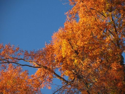 fall oak tree