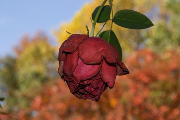fall rose