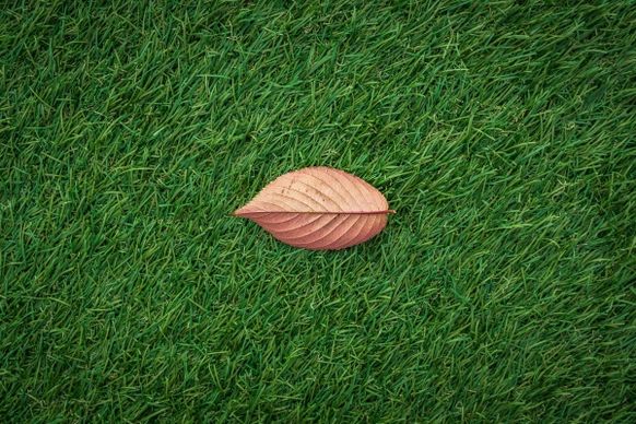 fallautmn leaf in grass