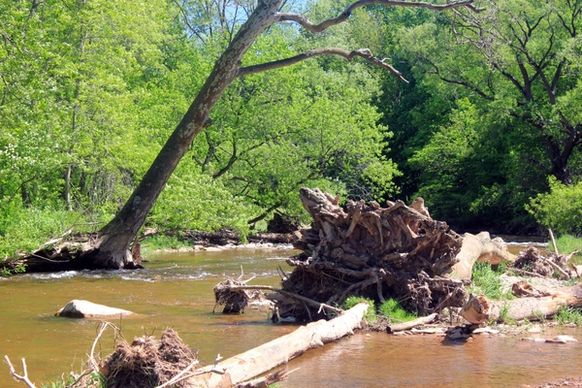 fallen tree in stream in bronte creek provincial park ontario canada
