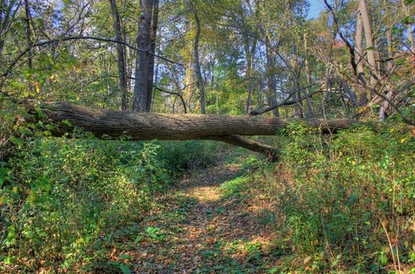 fallen tree on the trail at belmont mounds state park wisconsin