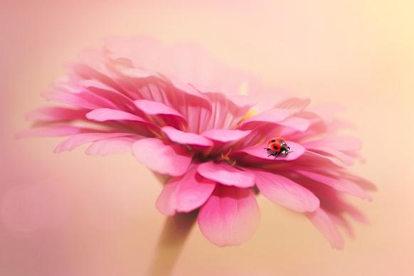 fantasy nature picture petal ladybug closeup