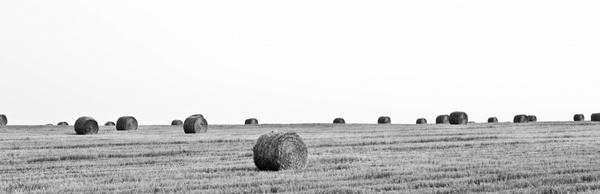farm field hay straw
